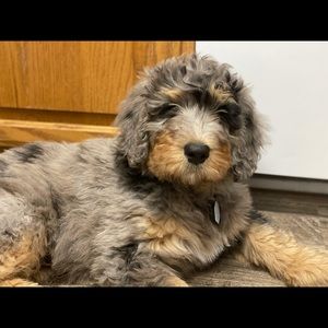 Meet your Posher, Camille